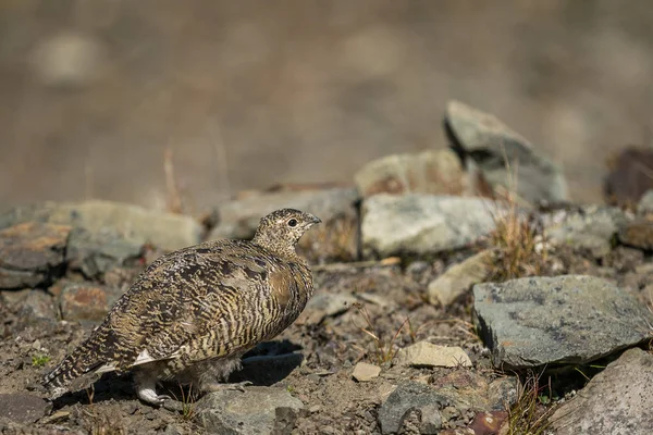 Svalbard Rock ptarmigan, Lagopus muta hyperborea, fêmea com plumagem de verão, Svalbard — Fotografia de Stock