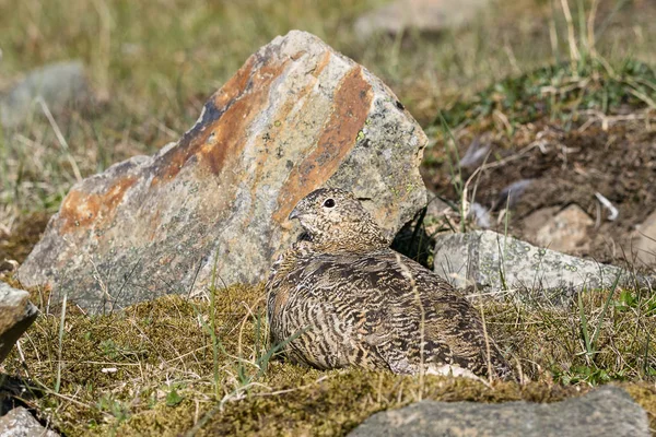 Svalbard Rock ptarmigan, kadın yaz tüyleri, yaz aylarında, Svalbard yatan ile