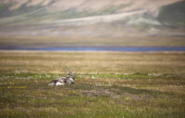 Svalbard Ren geyiği tundra üzerinde yaz aylarında Svalbard yalan.