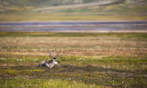 斯瓦尔巴德驯鹿冻土带上躺在夏天在斯瓦尔巴德群岛 — 图库照片