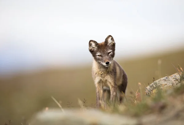 Arctic Fox, Vulpes lagopus, cucciolo in habitat naturale, estate alle Svalbard Norvegia — Foto Stock