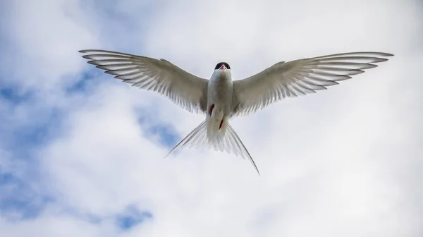 Arctic tern, Sterna Paradisaea, in the air on Svalbard — Stock Photo, Image