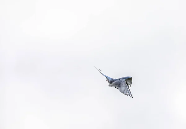 Arctic tern, Sterna Paradisaea, in the air on Svalbard — Stock Photo, Image