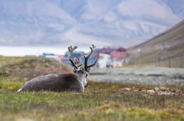驯鹿在北极斯瓦尔巴群岛的朗伊尔城，晚上休息 — 图库照片