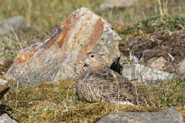 Svalbard Rock ptarmigan, kadın yaz tüyleri, yaz aylarında, Svalbard yatan ile