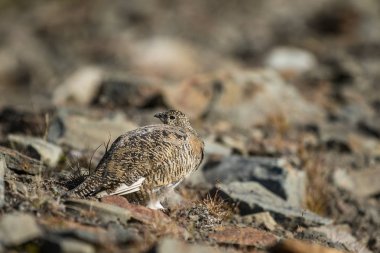 Svalbard Rock ptarmigan, Lagopus muta hyperborea, ile yaz tüyleri, Svalbard kadın