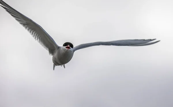 Arctic tern, Sterna Paradisaea, in the air on Svalbard — Stock Photo, Image