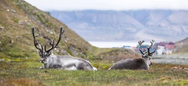 两个驯鹿北极斯瓦尔巴群岛的朗伊尔城，在晚上休息 — 图库照片