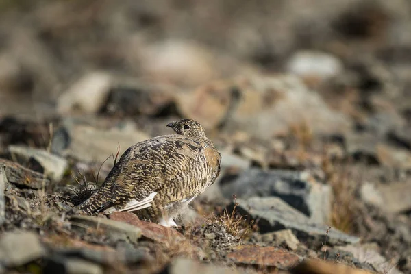 Svalbard skála ptarmigan, Lagopus muta hyperborea, Žena s letní peří, Špicberky — Stock fotografie