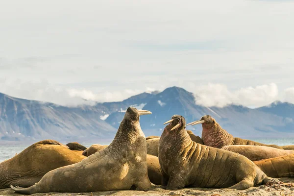 Grup walruses Prins Karls Forland, Svalbard üzerinde