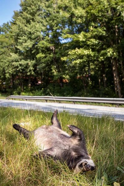 Dead badger killed by car, the road in the background, vertical image — Stock Photo, Image