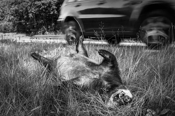 Mrtvému jezevci zabil autem, auto v černé a bílé pozadí — Stock fotografie