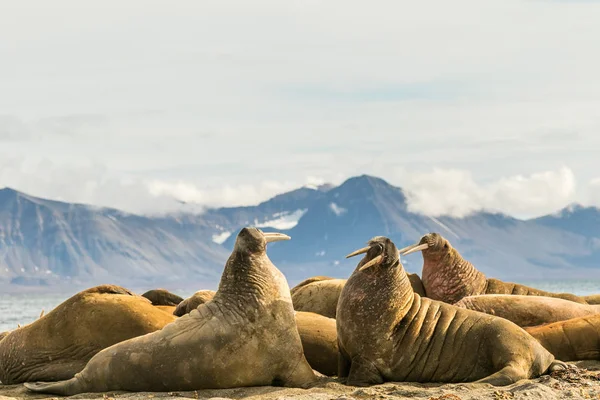 Grup walruses Prins Karls Forland, Svalbard üzerinde