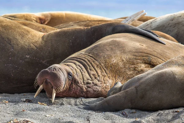 Mors walruses grubunda Prins Karls Forland, Svalbard üzerinde dinlenme