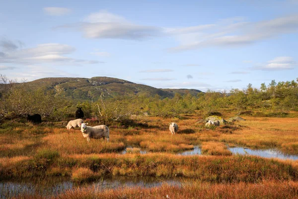 Manada de ovejas en un paisaje de montaña en Noruega — Foto de Stock