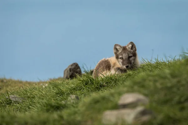 Curioso cachorro de zorro ártico mirando a la cámara Svalbard —  Fotos de Stock