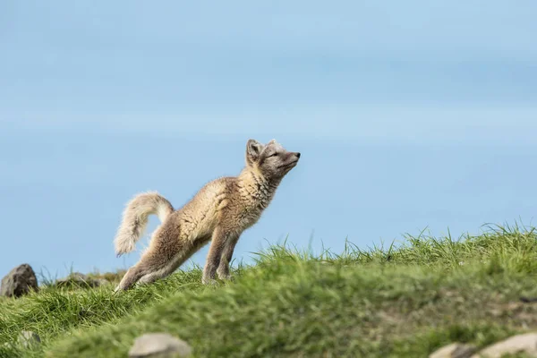 Arctic raposa filhote alongamento — Fotografia de Stock