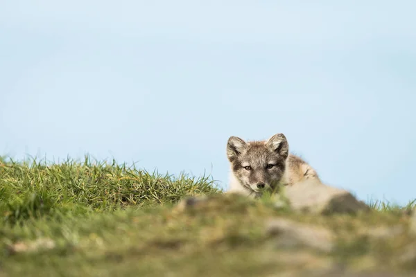 Joven zorro ártico mirando sobre una colina en cámara Svalbard —  Fotos de Stock