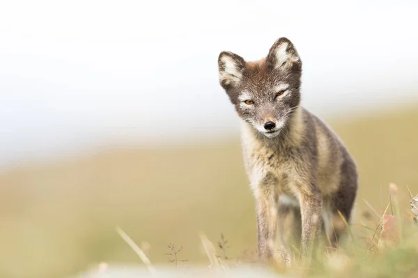 Curioso giovane volpe artica in piedi e guardando in macchina fotografica Svalbard — Foto Stock