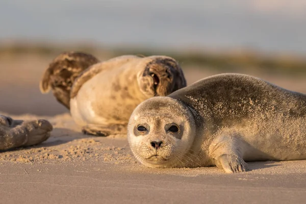 Harbour seals, Phoca vitulina, resting on the beach. Early morning at Grenen, Denmark — Stock Photo, Image