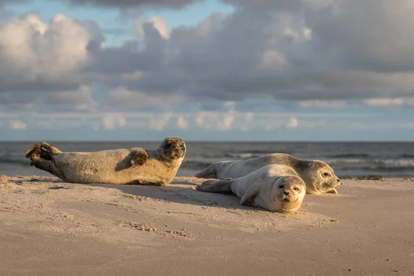 Three Harbour seals, Phoca vitulina, resting on the beach. Early morning at Grenen, Denmark — Stock Photo, Image