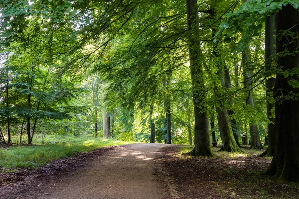 yol Klampenborg, Kopenhag Danimarka yeşil ormanında bir kayın ağacı altında