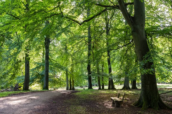 Bosque de hayas con hojas verdes, un camino y un banco en Dinamarca — Foto de Stock