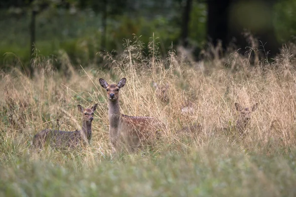 Female Sika deer with fawn in a forest in Denmark, Europe