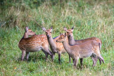 Dört kadın Sika geyiği bir ormandaki Danimarka, Europe