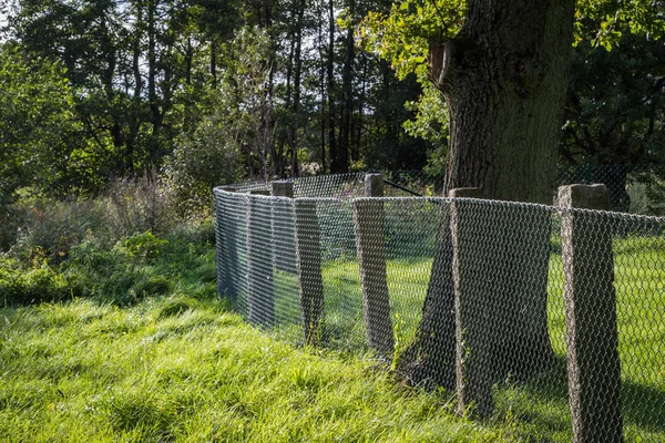 Grüner Metallgitterzaun mit Baum und Gras — Stockfoto