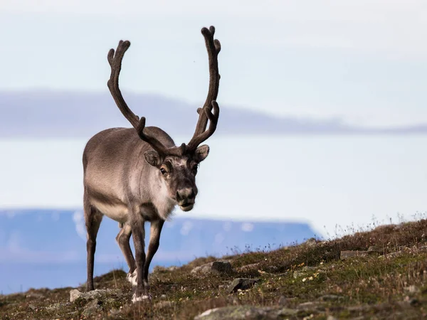 斯瓦尔巴群岛雄性驯鹿与大鹿角走在 Bjorndalen 在夏天，斯瓦尔巴德群岛 — 图库照片