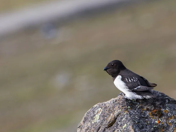 Küçük bir kayaya Spitsbergen, Svalbard, Norveç içinde oturan auk, Alle alle,