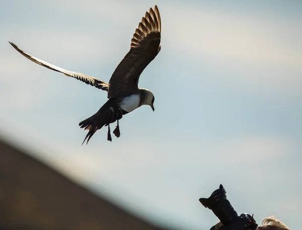 Attackerande fågelfotograf. Arktiska labbar flygande mot kameralinsen — Stockfoto