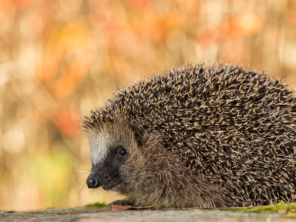 Avrupa kirpi kirpi europaeus renkli sonbaharda kamera seyir bırakır