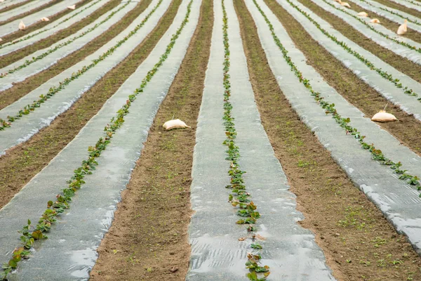 Plastik tabaka satır küçük çilek bitki ekili