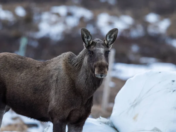 麋鹿或驼鹿，驼鹿，旁边的 haylage 圆上在挪威多夫勒贝尔 — 图库照片