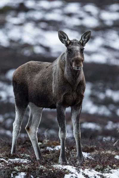 麋鹿或驼鹿，驼鹿，关于在挪威多夫勒 — 图库照片