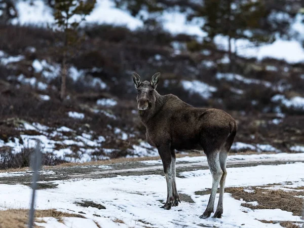 麋鹿或驼鹿，驼鹿，关于在挪威多夫勒 — 图库照片