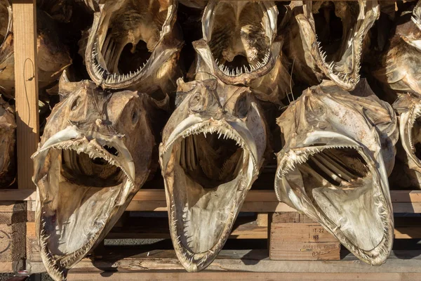 Dried cod fish heads with big open mouths — Stock Photo, Image