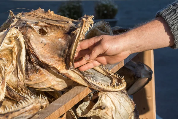 Hand of a man inside the mouth of a dried cod fish head — Stock Photo, Image