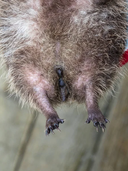 The genitalia of an adult female European Hedgehog, Erinaceus europaeus — Stock Photo, Image