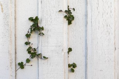 Old white wood planks on an old house wall, some green ivy plants growing through the wall clipart