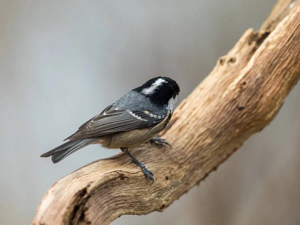 Kohlmeise thront auf einem gekrümmten Ast und zeigt den weißen Fleck auf dem Rücken ihres schwarzen Kopfes — Stockfoto