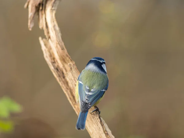 Blaumeise cyanistes caeruleus, die ihren schönen bunten Rücken zeigt, während sie auf einem Ast sitzt. weicher Hintergrund. — Stockfoto