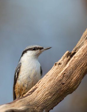 Bayağı sıvacı kuşu Sitta europaea ölü dal üzerinde dikey görüntü oturan