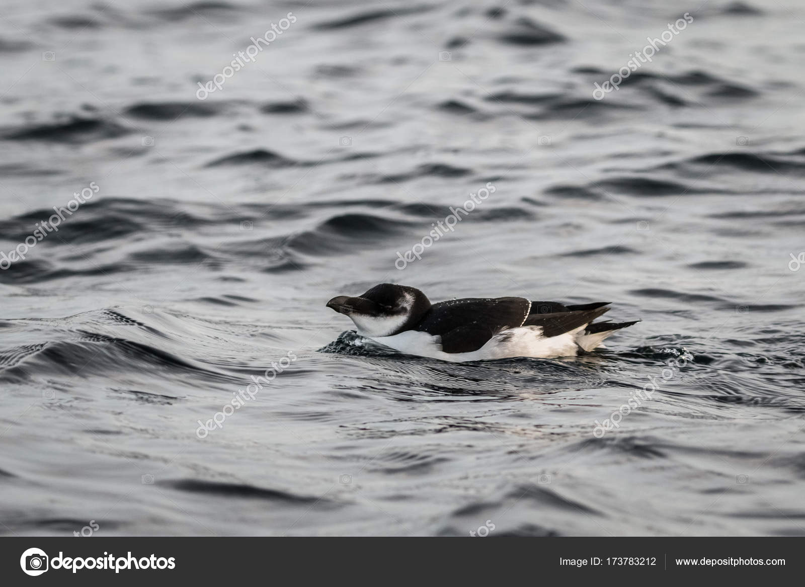 Oiseau Petit Pingouin Alca Torda Noir Et Blanc Se Trouvant