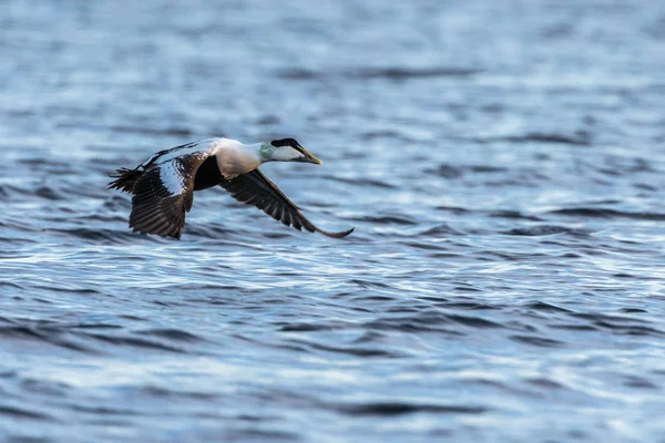 Common Eider male flying over blue ocean in winter — Stock Photo, Image