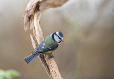 Mavi baştankara Cyanistes caeruleus, eski, ölü bir dalda oturan