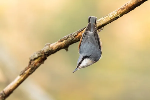 Eurasian Nuthatch, Sitta europaea, hanging upside down from a dead branch — Stock Photo, Image