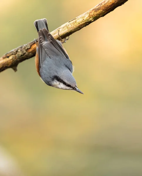 Eurasian Nuthatch, Sitta europaea, pendurado de cabeça para baixo de um ramo morto, imagem vertical — Fotografia de Stock